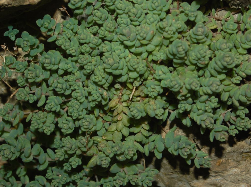 Pianticelle grasse su un muro - Sedum dasyphyllum